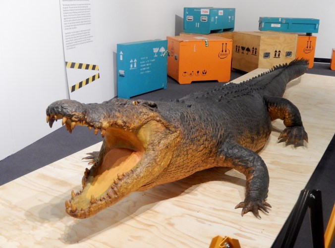 Sweetheart is a male estuarine (saltwater) crocodile length 5.1 m (16' 10") , girth 2.3 m, weight 780 kg (1720 lb). Estimated age is 50 - 70 years. 