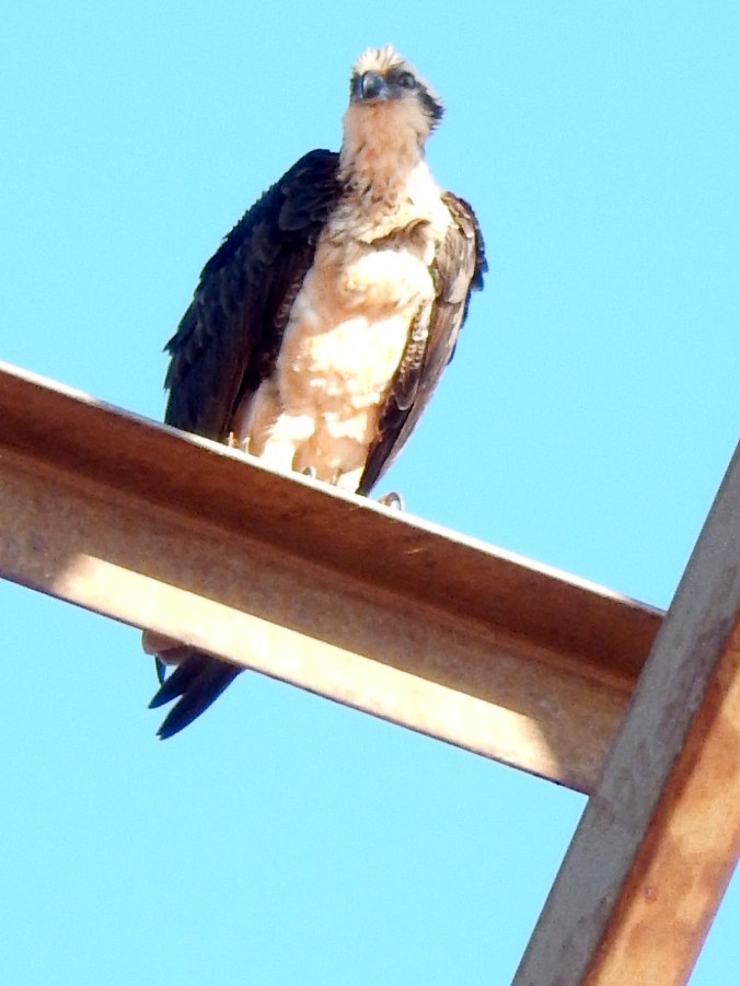 Osprey at Gantheaume Point, Broome, May 2016