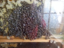 Clifford Honey Farm, Kangaroo Island 2016-06-07