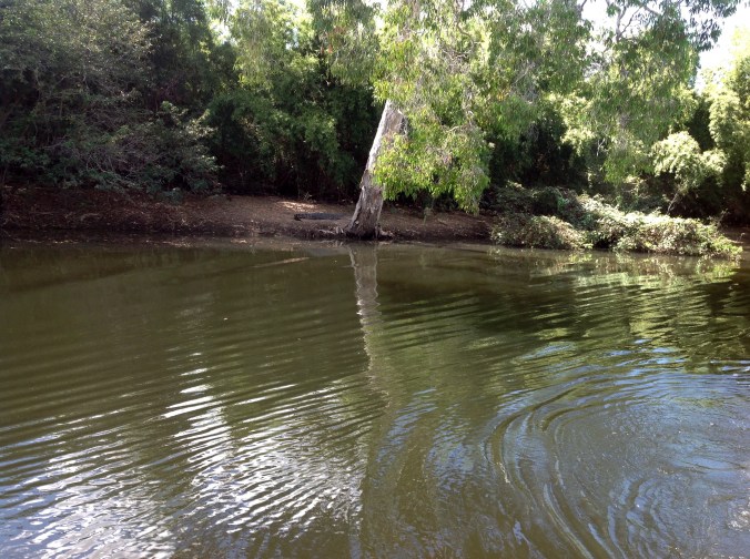 Crocodile on the bank at Yellow Water Billabong Cruise Kakadu 2016-05-30 (1)