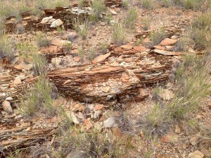 On a walk near Simpsons Gap, Alice Springs, NT, June 2016