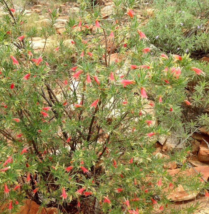 Flowers seen on a walk near Simpsons Gap, Alice Springs, NT, June 2016