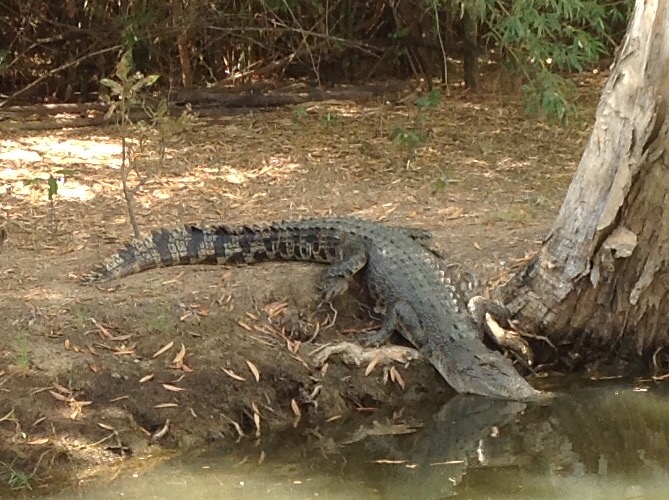 Crocodile taking to the water at Yellow Water Billabong Cruise Kakadu 2016-05-30 (3)