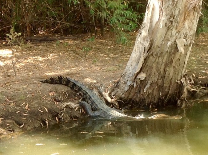 And there she goes, Crocodile at Yellow Water Billabong Cruise Kakadu 2016-05-30 (4)