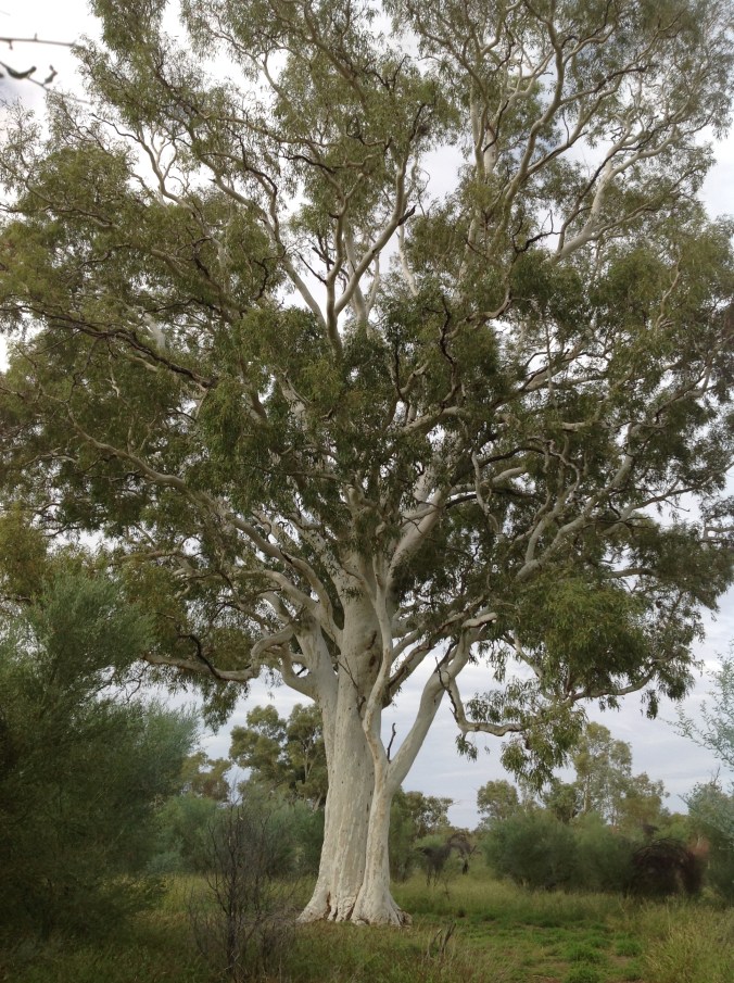 Ghost Gum near Alice Springs NT, June 2016