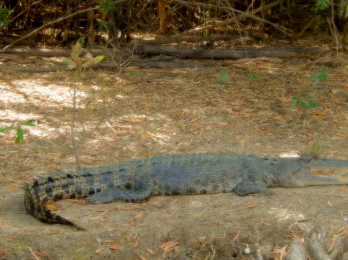 Crocodile on the bank at Yellow Water Billabong Cruise Kakadu 2016-05-30 (2)