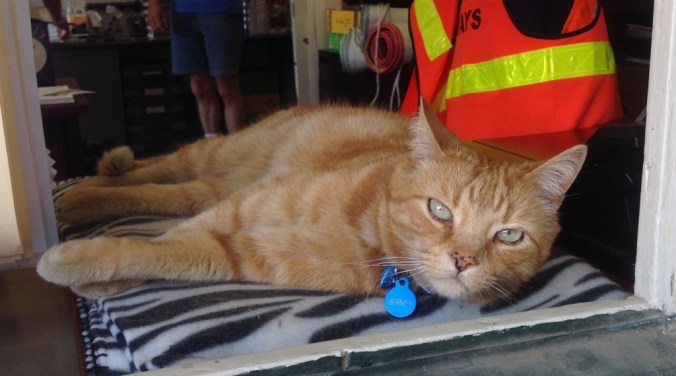 birney-the-bendigo-tram-cat-1024x570