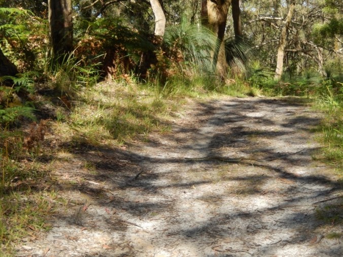 baldrys-crossing-circuit-walk-mornington-peninsula-national-park-2016-12-12-3-1024x768-800x600