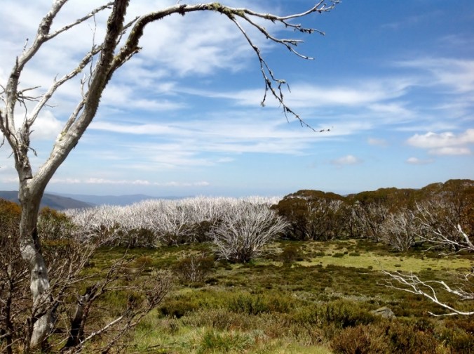 burnt-out-snowgums-on-the-mt-beauty-to-omeo-road-2016-12-15-23-1024x764-800x597