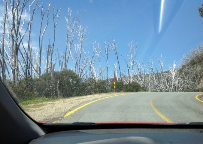 burnt-out-snowgums-on-the-mt-beauty-to-omeo-road-2016-12-15-3-1024x726-800x567