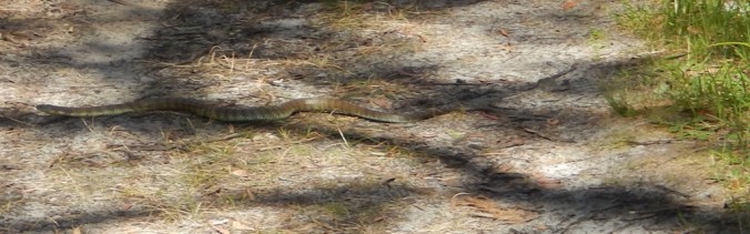 snake-in-the-grass-baldrys-crossing-circuit-walk-mornington-peninsula-national-park-2016-12-12-14-1024x321