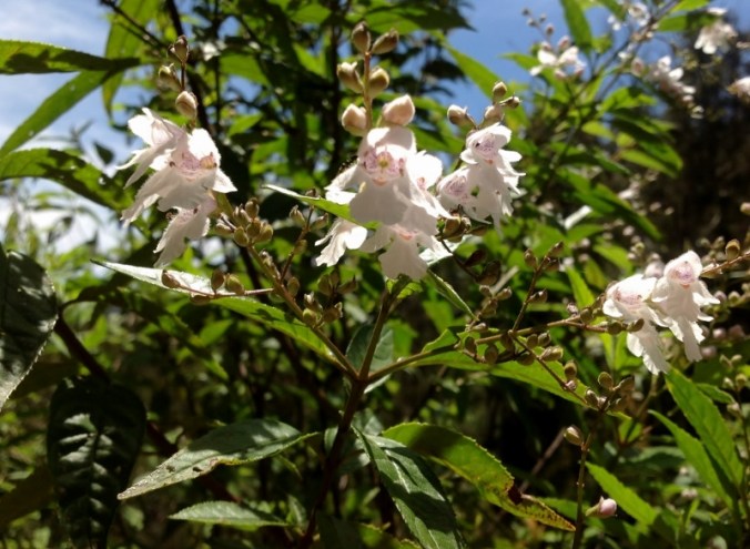 wildflowers-on-the-mt-beauty-to-omeo-road-2016-12-15-10-1024x750-800x586