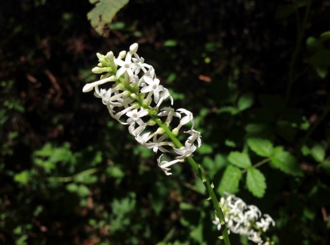 wildflowers-on-the-mt-beauty-to-omeo-road-2016-12-15-11-1024x763-800x596