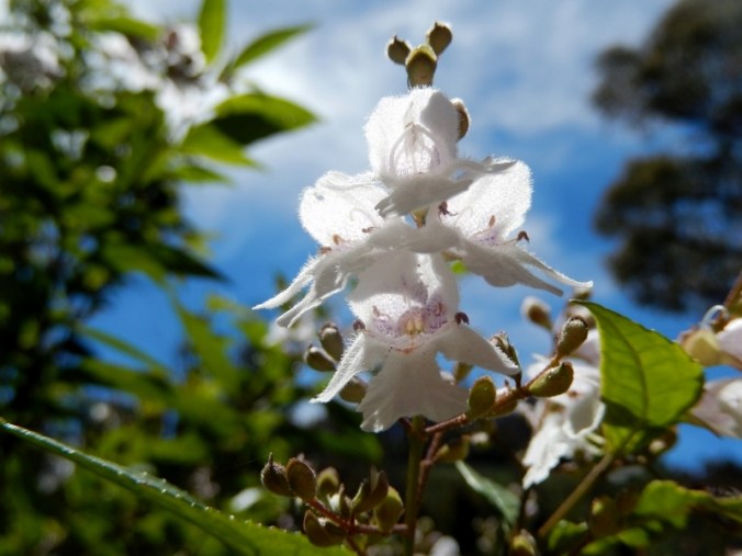 wildflowers-on-the-mt-beauty-to-omeo-road-2016-12-15-7-1024x768-800x600