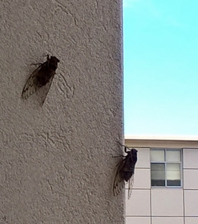 Cicada January 2018 (1) (908x1024)