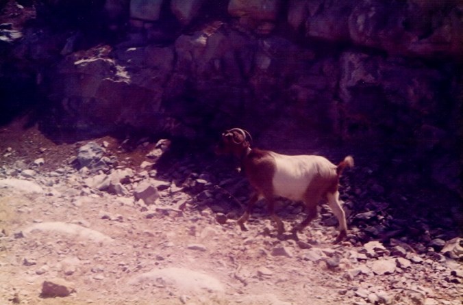Mountain Goat on the road to Mohos Crete Summer 1979