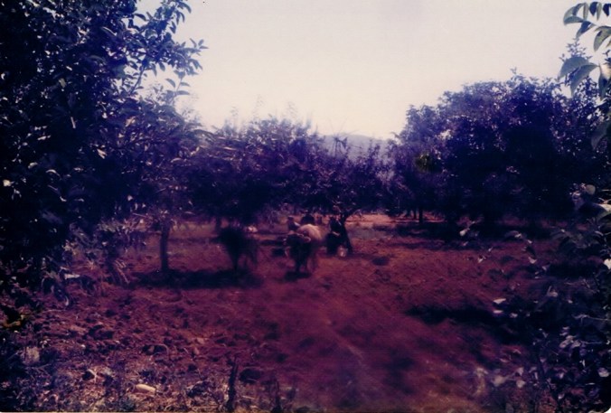 Ploughing a field Crete 1979