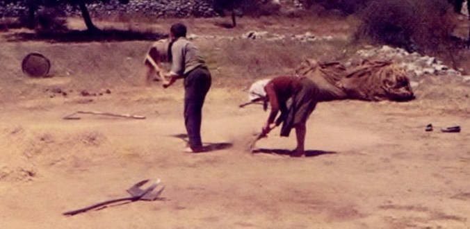 Winnowing Wheat Close-Up
