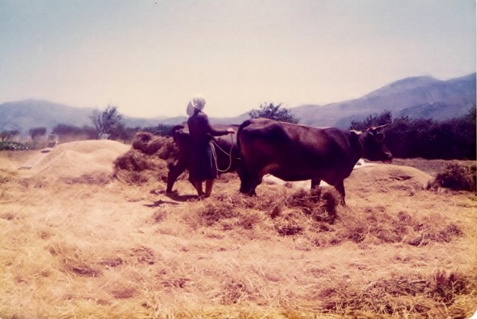 Woman threshing wheat 2 Crete 1979