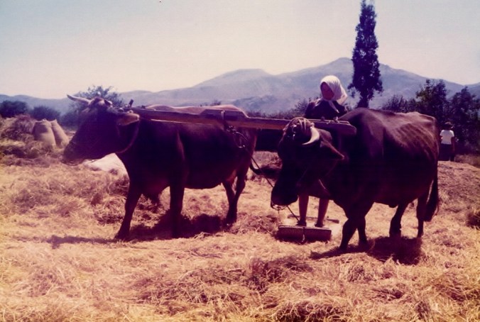 Woman threshing wheat Crete 1979