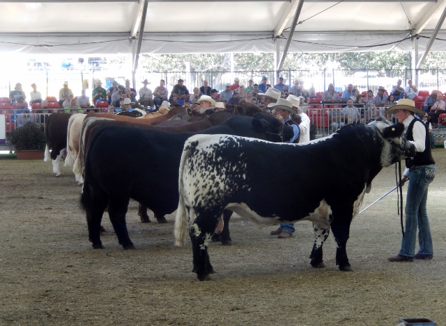 RAS Bulls and Beef Cattle (3) (640x469)