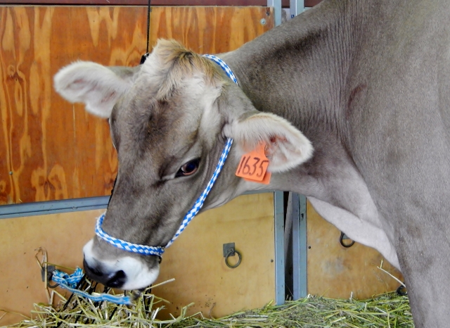 RAS Dairy Cattle (2) (640x466)