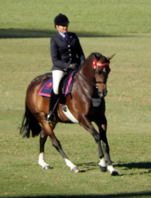 RAS Dressage 2 (486x640)