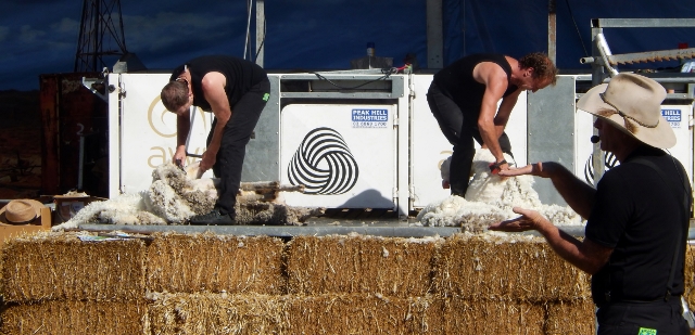RAS Sheep Shearing (2) (640x309)