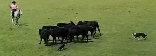 RAS working dogs (640x230)