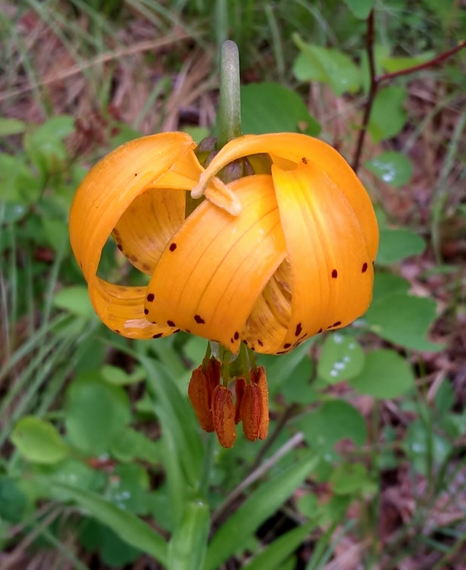 Lilium columbianum Columbia lily or tiger lily