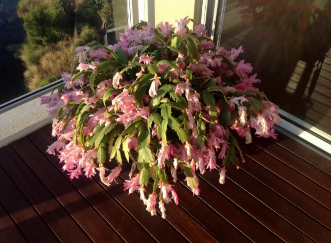 home return 2018-07-03 006 (1024x754) (800x589)