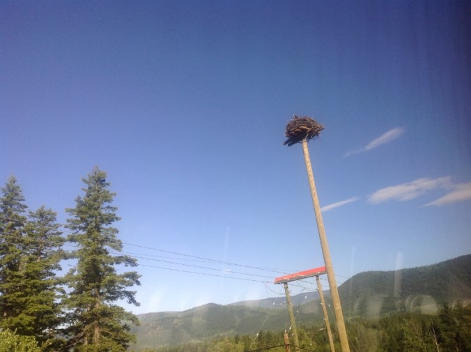 Osprey Nest in Telegraph Pole (800x598)