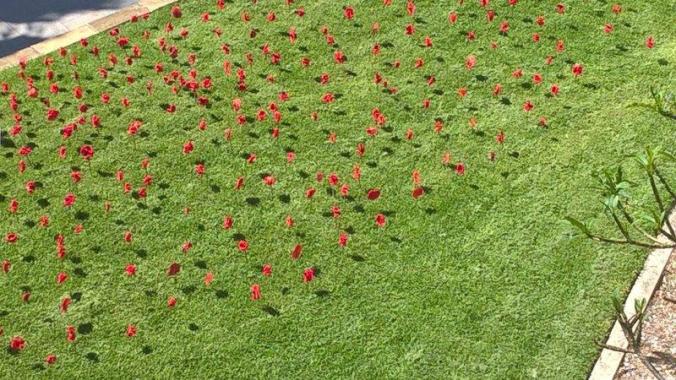 Remembrance Day Poppies 2018 (6).jpg