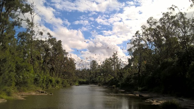 Fruit Bats at Casino NSW 5 Mar 2019 (6)