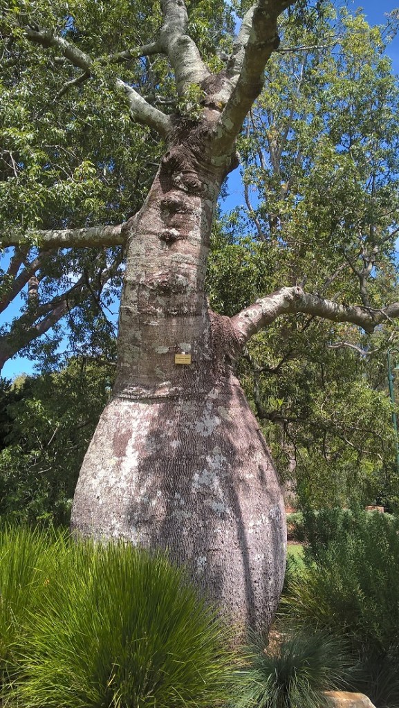 Boab Tree Toowoomba 12th Mar 2019 (1)