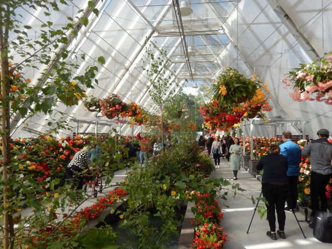 Begonia at Ballarat March 2020 (2) rs