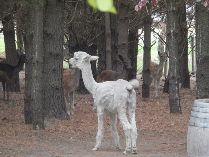 Bill's Photos Adelaide Hills Winery (6)rs