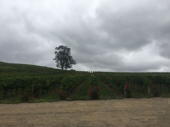 Singed Grape Vines rs