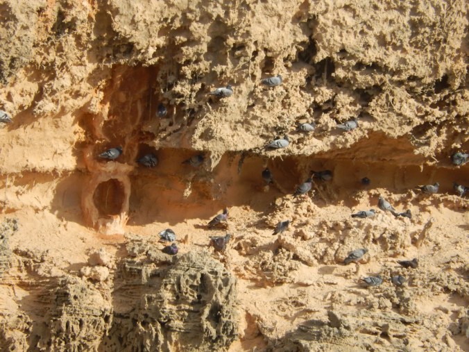 Bird Nesting at Cape Dombey rs