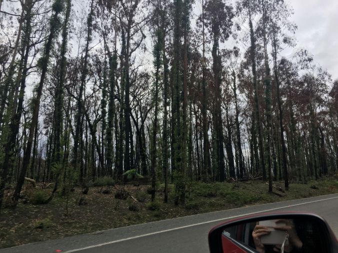 Burnt forest on the way to Eden