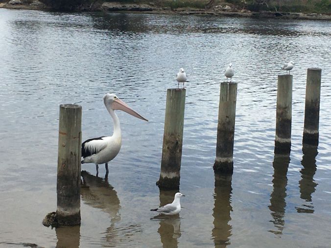 Pelicans waiting for a feed at Nelson Victoria