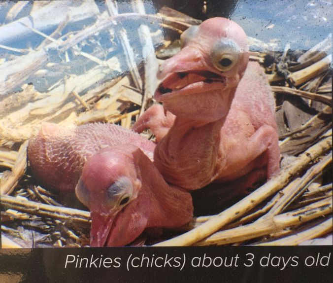 Pinkies at Coorong rs