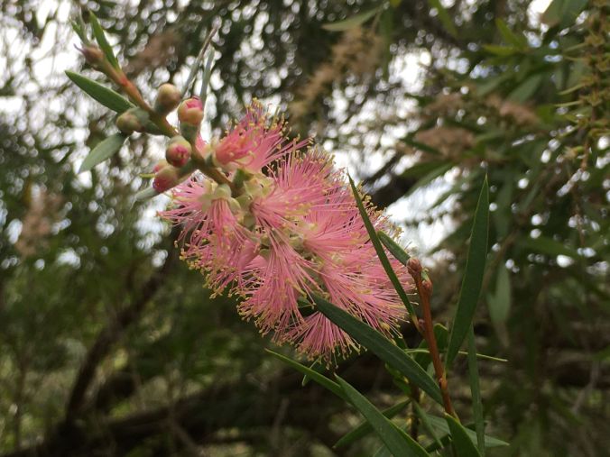 rs Grevillia at Tantanoola Caves