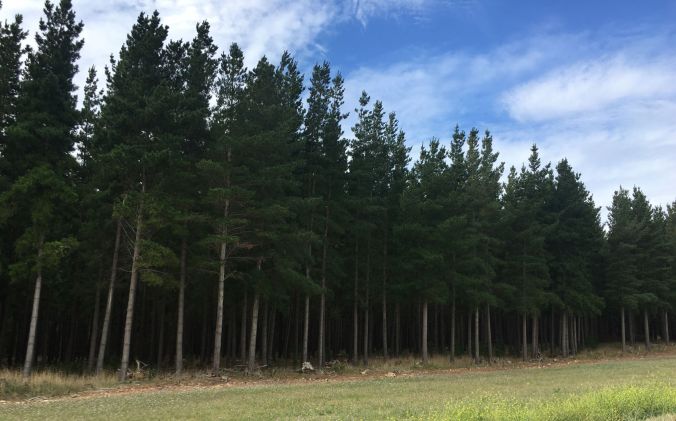 rs Plantation timber near Tantanoola Caves