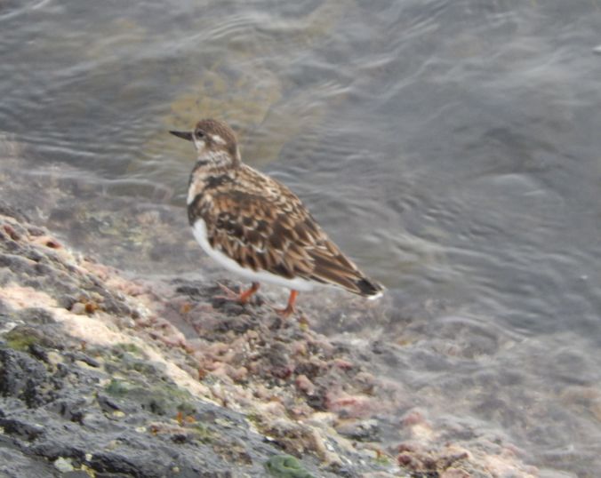 rs wader Griffiths Island Port Fairy