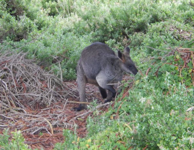 rs wallaby at Griffiths Island Port Fairy