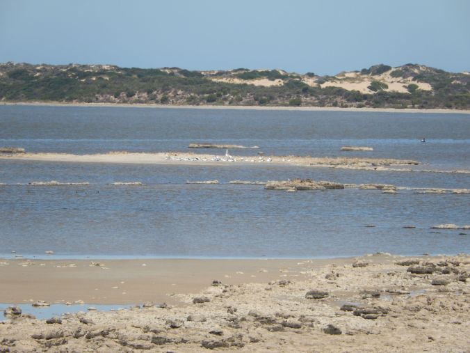 Telephoto zoom of Pelicans on breeding island in Coorong March 2020 rs