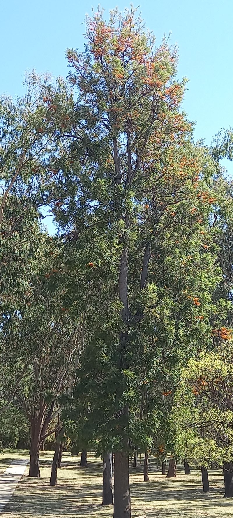 3. A full day in Moree | GWEN WILSON, Author, aka The Reluctant Retiree